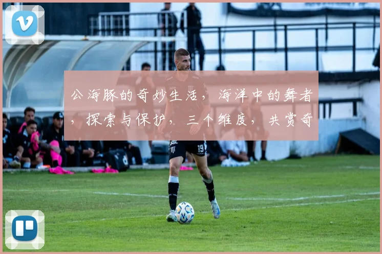 公海豚的奇妙生活，海洋中的舞者，探索与保护，三个维度，共赏奇观